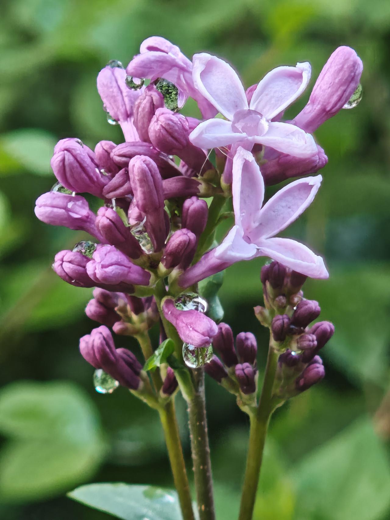 雨后的丁香花，美艳动人，芳香浓郁。突然感觉这伏天的丁香花开的更美！

绿柳春絮的