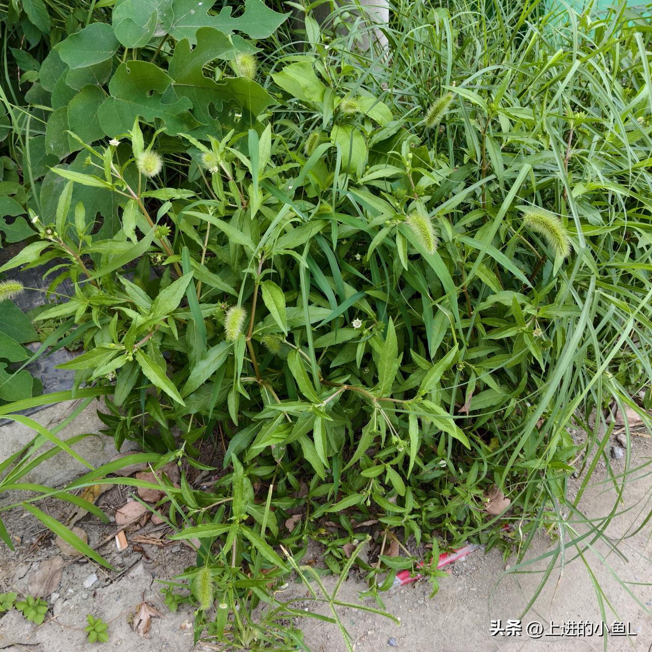 草丛里长满了绿油油的植物，这是一种草药，小时候还拔了卖当零花钱，你认识吗？