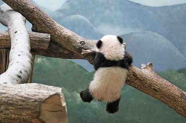 日常状态🐼 
