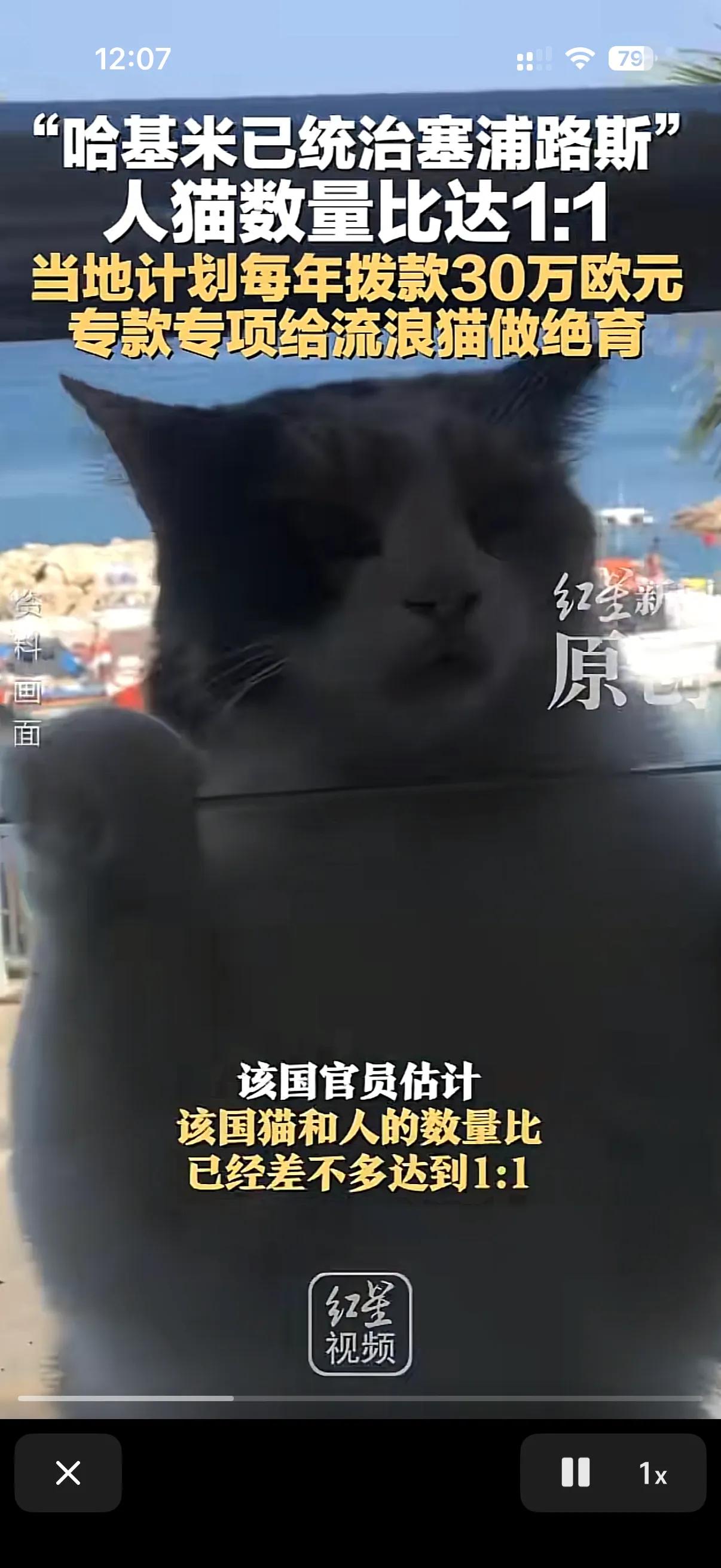 塞浦路斯又出名了，这次塞浦路斯出名还是因为猫！
素有猫岛之称的塞浦路斯一直因为对
