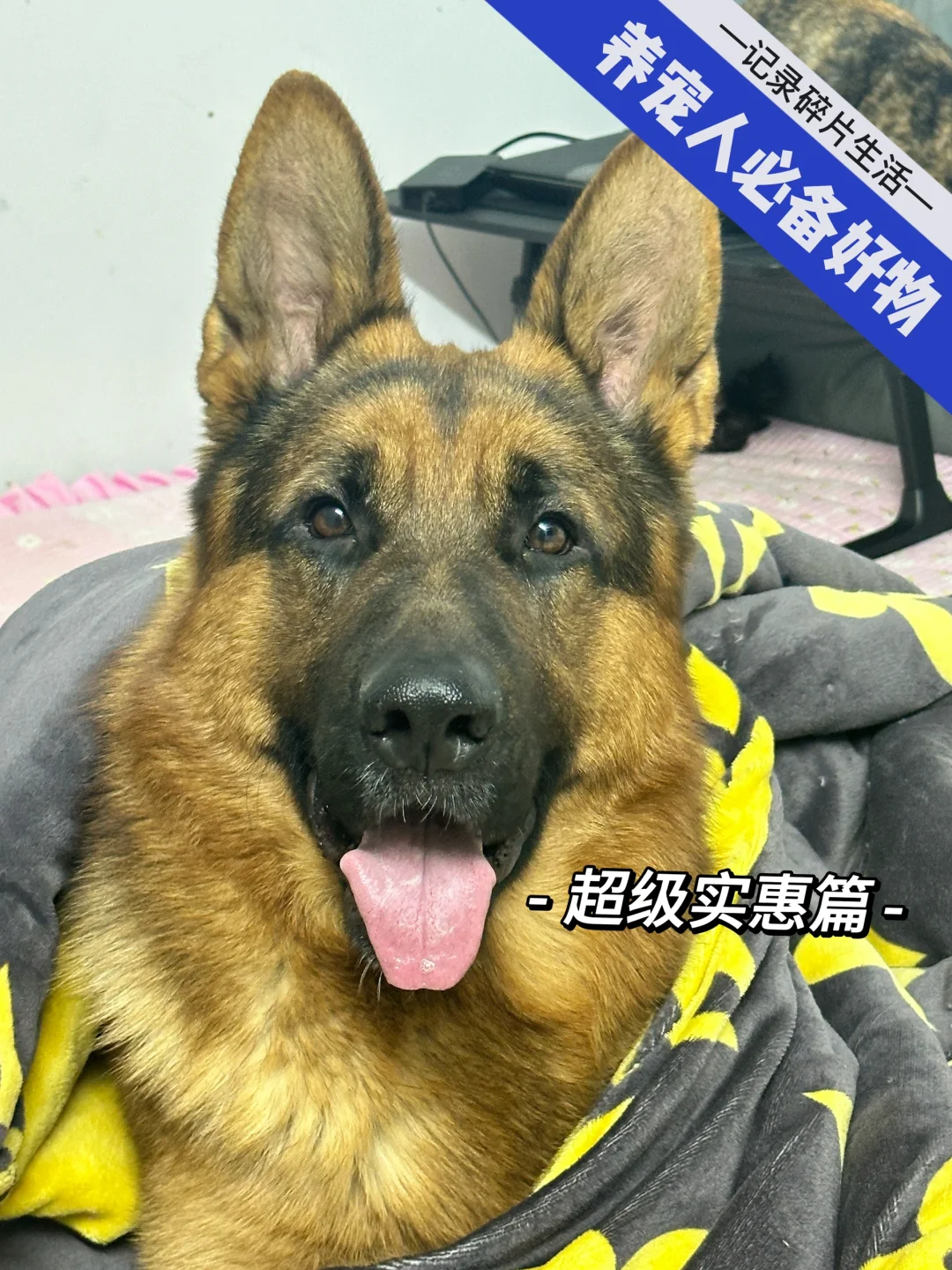 养宠人表示真的离不开pdd了。