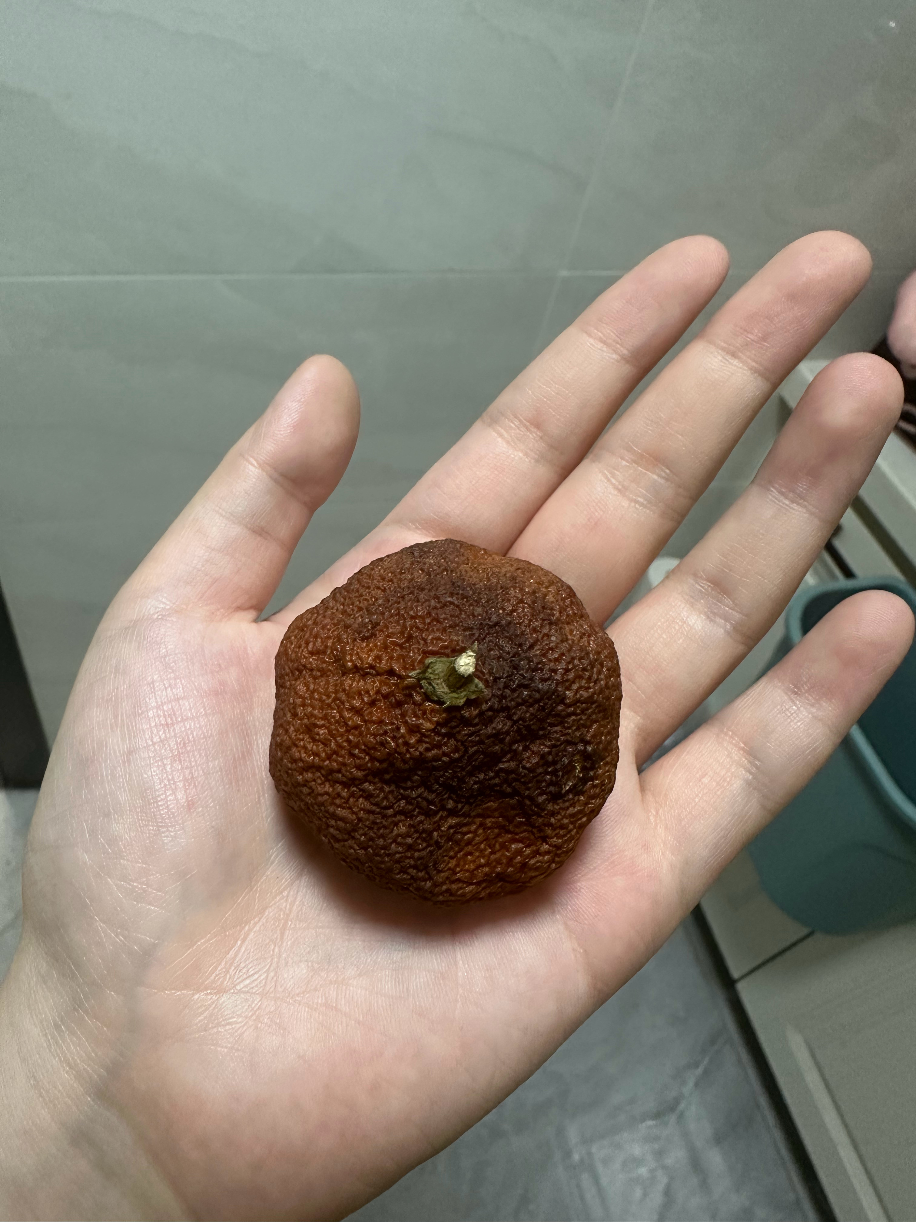 米米们！！！！我翻到了一年前遗落在饭盒里的橘子木乃伊