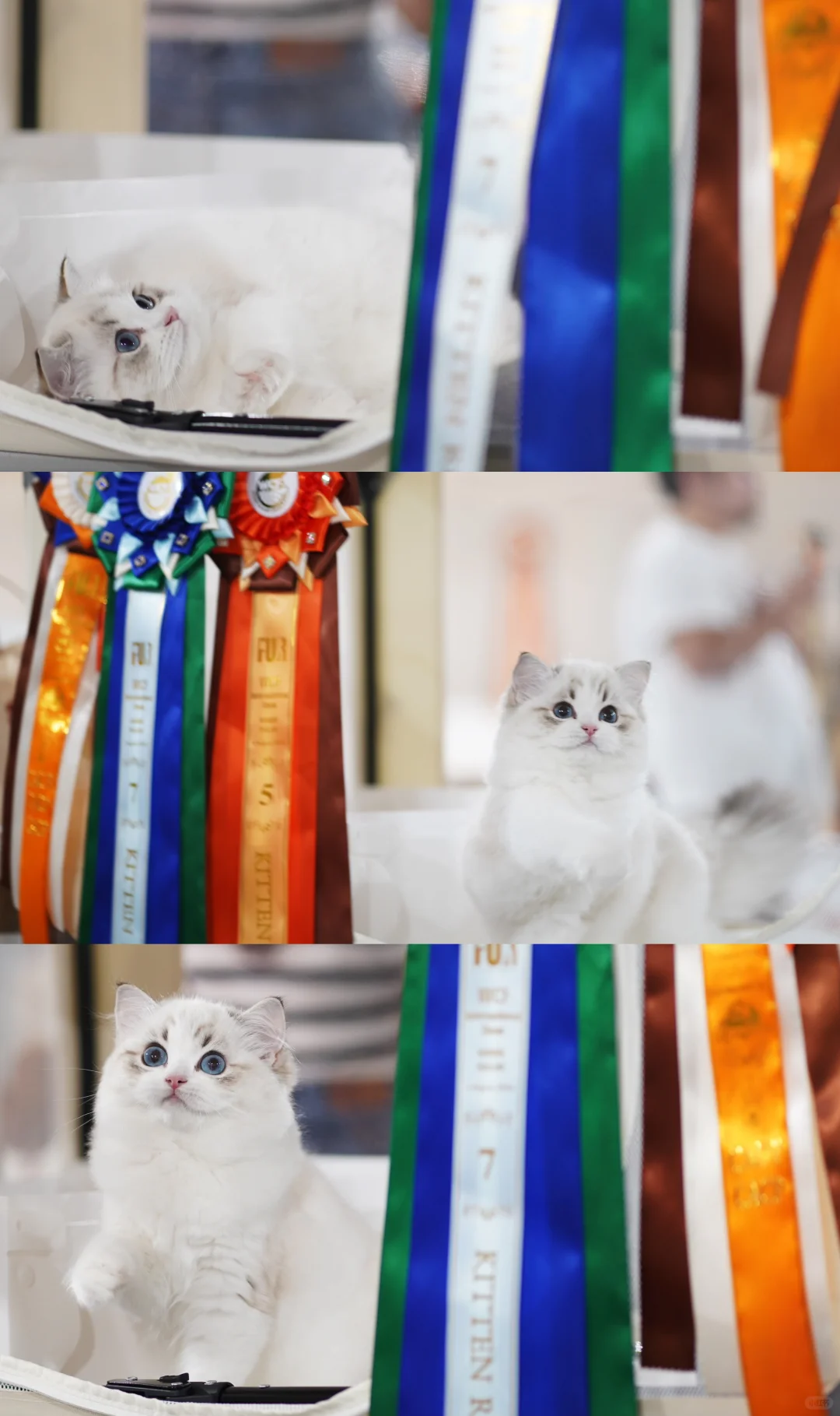 恭喜NOOMI获得WCF幼猫最高头衔KCH🏆