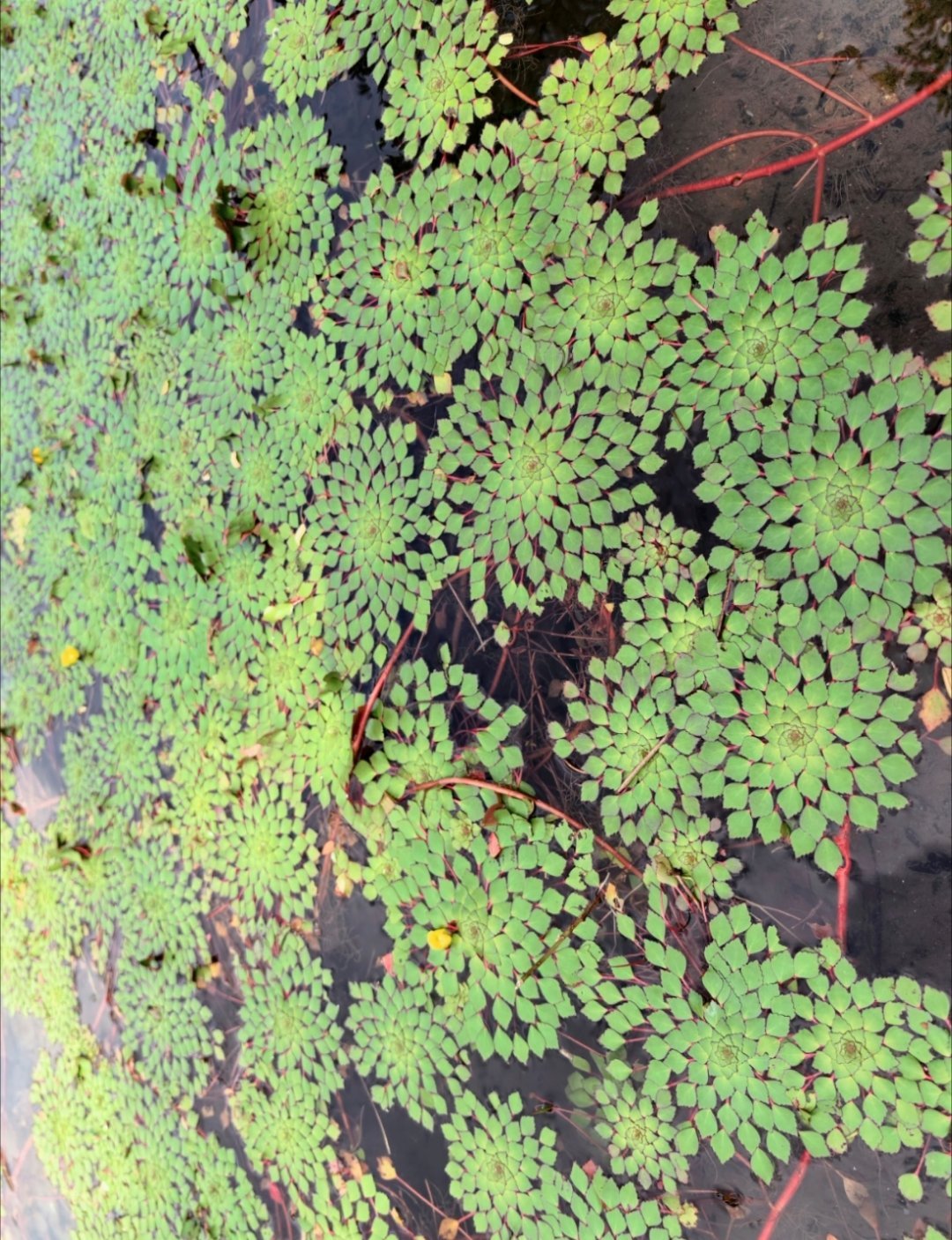 大自然自带算法的水生植物黄花菱+水狼蛛，大自然的限定画面黄花菱（菱叶丁香蓼）Lu