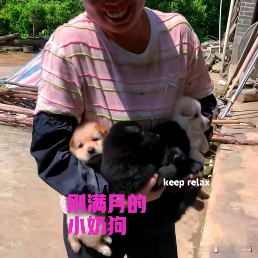 农村刚满月的小土狗，主人要价两百块钱一只，大家觉得贵不贵？

朋友一直想养一只中