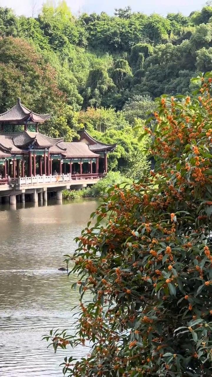 岫岩寺的桂花开了，快来看黑天鹅。岫岩寺的八只黑天鹅给大家看一下，这里还有两只，估