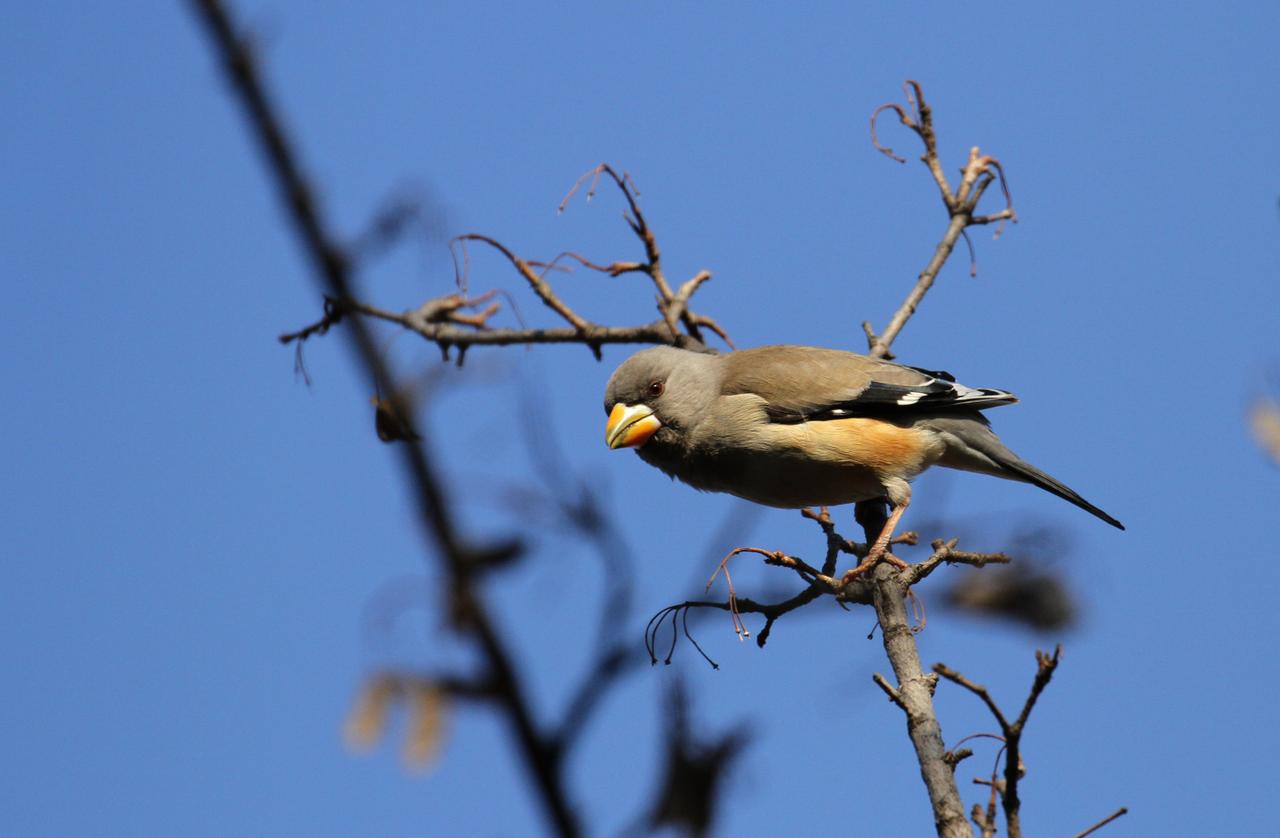 2026年2月23日，在辽宁省沈阳市劳动公园，鸟儿们在树上枝头雀跃，嬉戏觅食，十