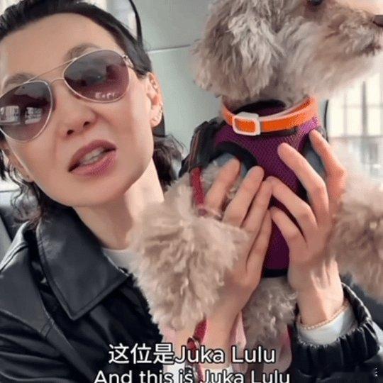 张曼玉牵狗上班原来女神日常也和我们一样，真的好真实 