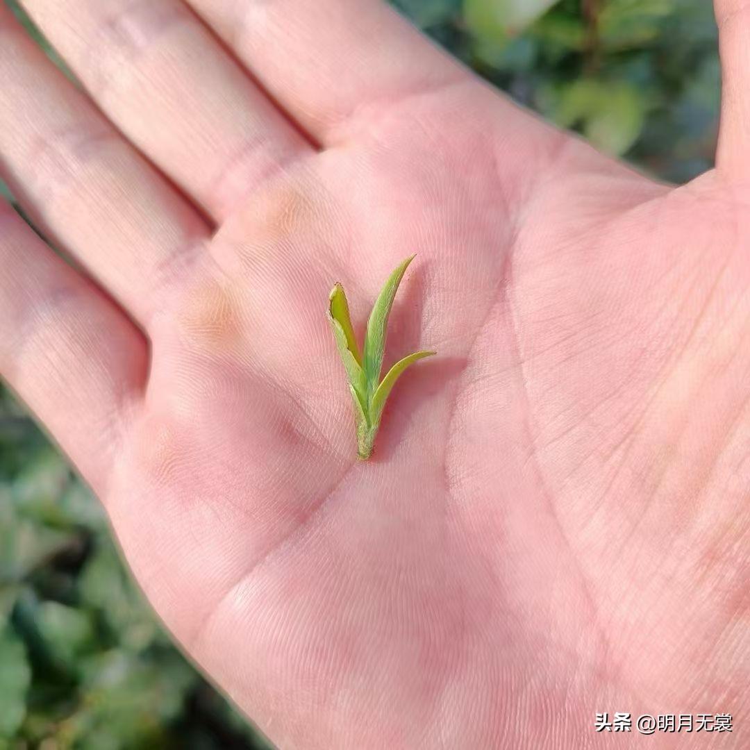 春日生活打卡季