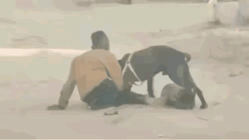 被狗咬住的时候，最有效的救援办法，就是用棍子猛击狗的下身，这地方是狗身上最脆弱的