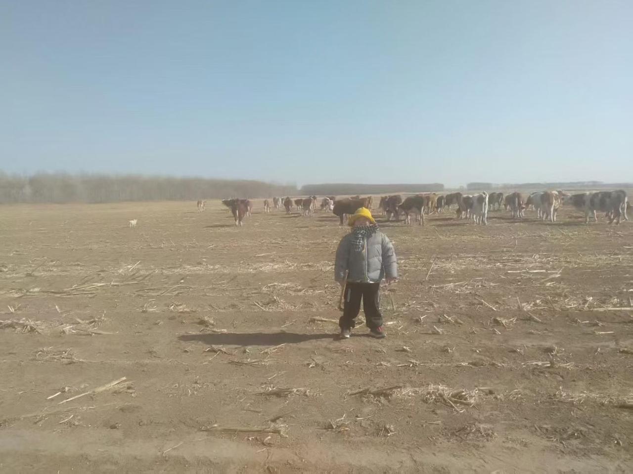 牧童与牛群：田园牧歌的宁静时光