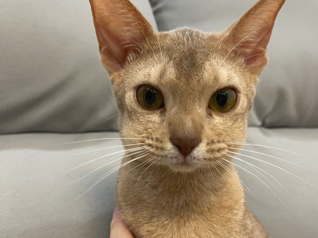 头一回见到蜜蜂小猫[跪了] ​​​