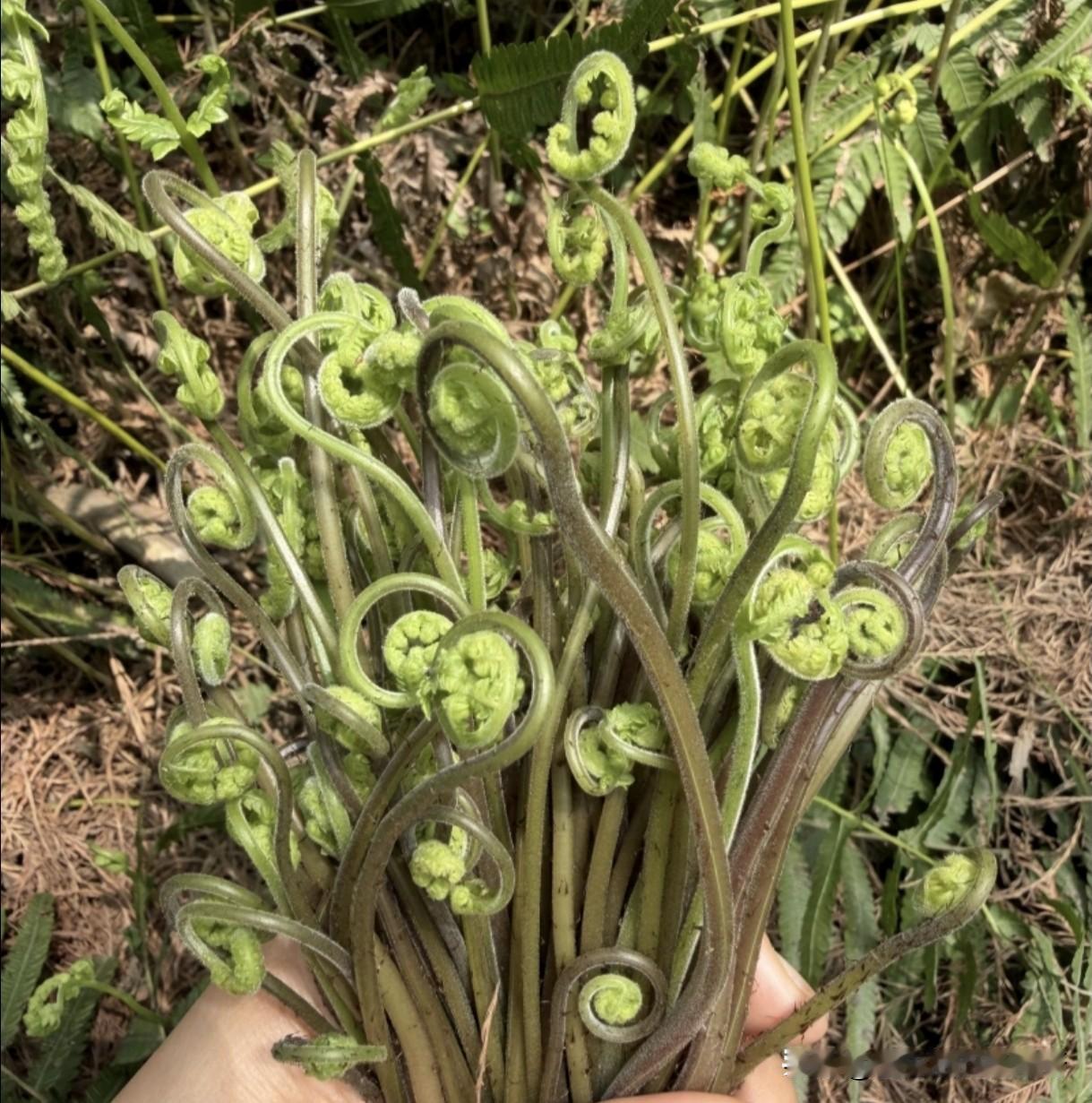 这段时间我看网上都在晒野菜，今天和朋友去外面采了点这个蕨菜回来，都说蕨菜炒腊肉好