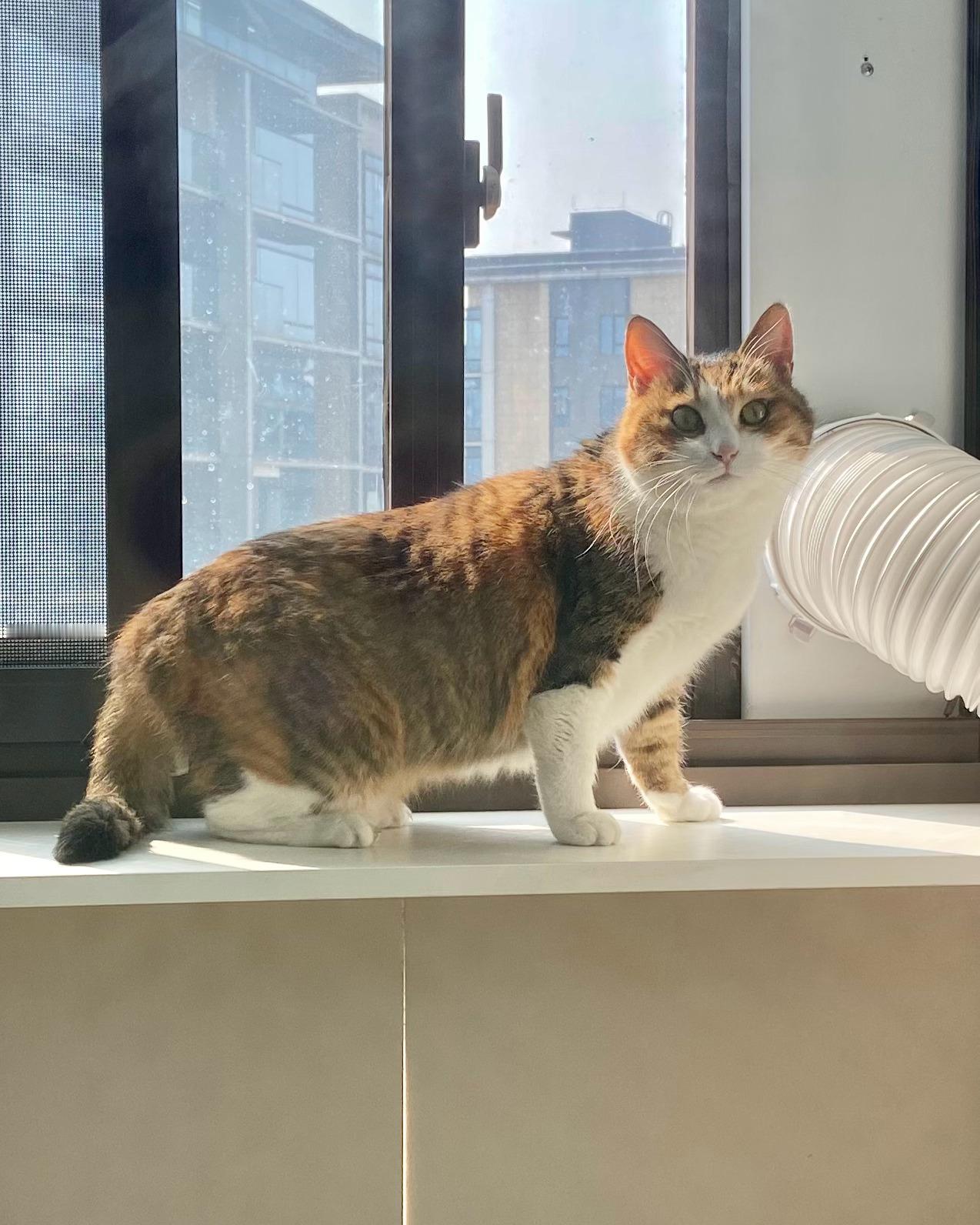 漂酿女儿酸酸日常吸猫 ​​​