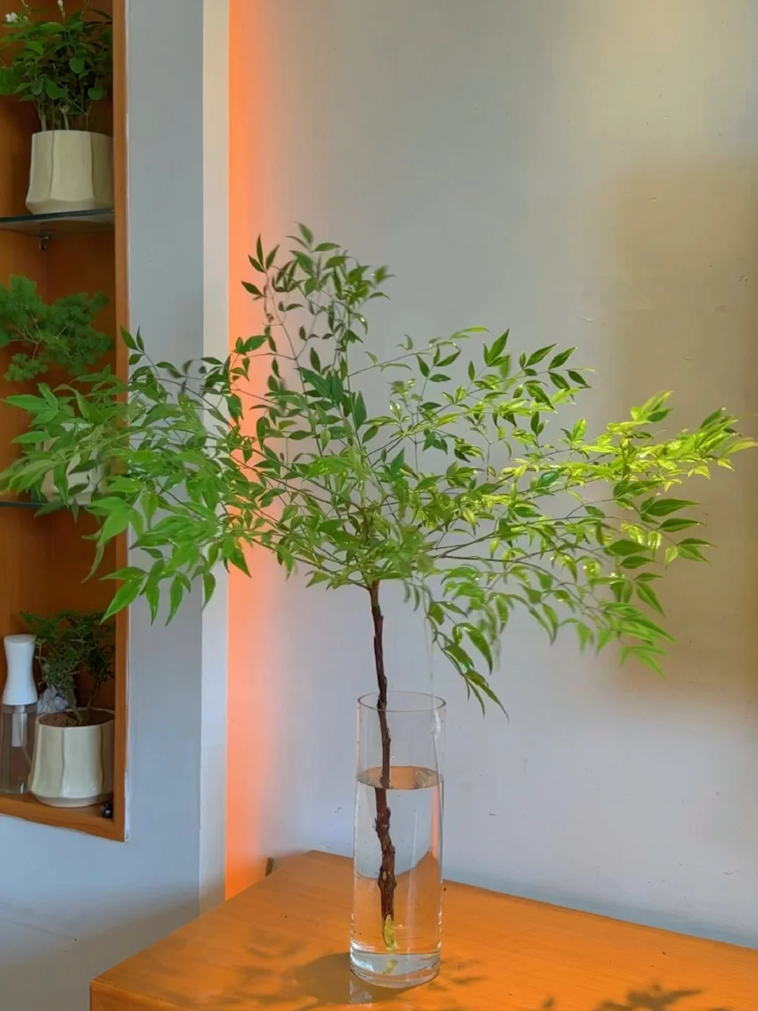 🌲➕一杯奶茶💰拥有属于自己的室内小森林🌿