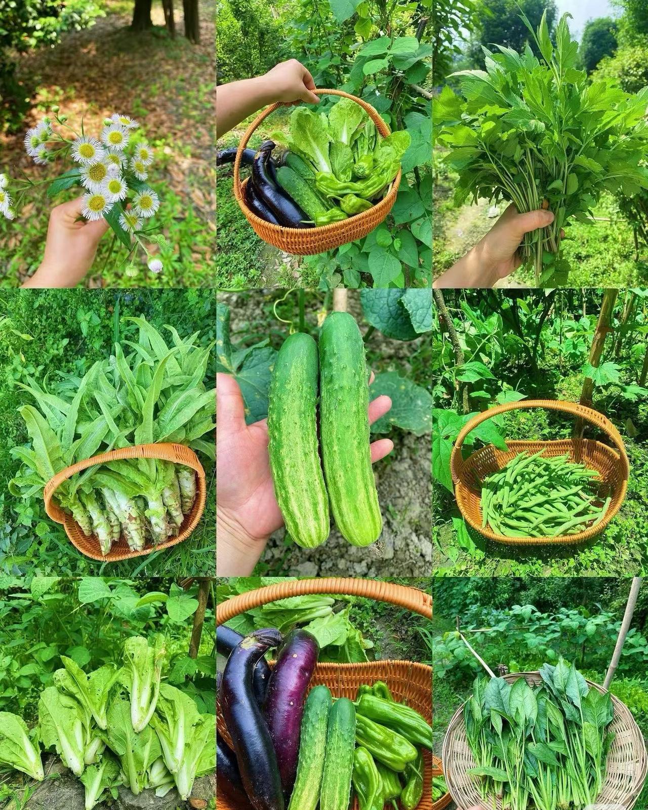 🥦夏日暑热袭来，要多吃些绿色蔬菜
清新绿意不仅让眼睛感受💚清凉
还让人赏心悦
