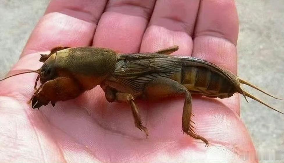 这个农村的小伙伴还记得吗？在你们那里叫什么？
