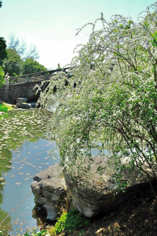 南京玄武湖严重被低估的❗3.19翠洲实拍📸