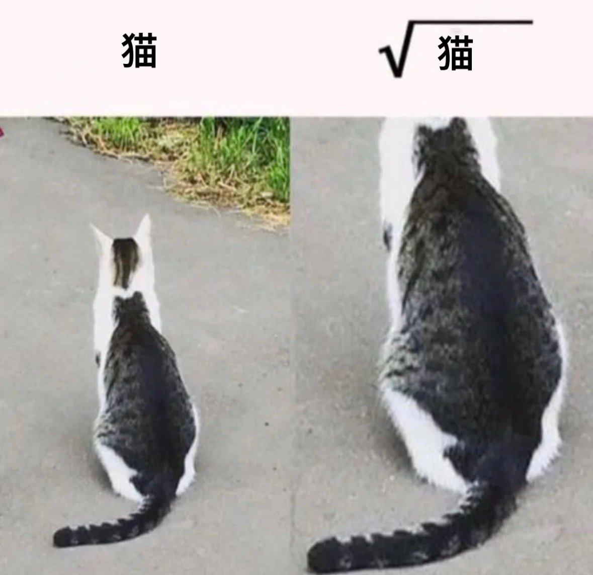猫和根号猫 ​​​