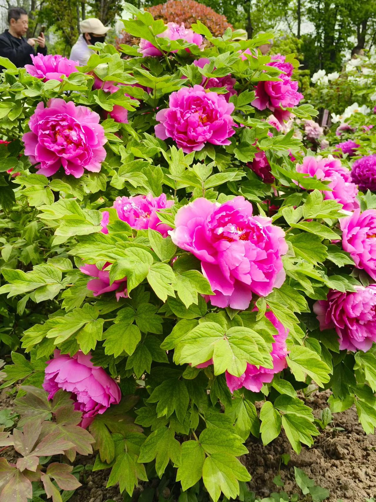 西安兴庆公园牡丹花盛开春日兴庆宫