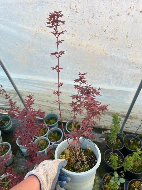 🍁醉美红枫树苗🌳耐寒精品