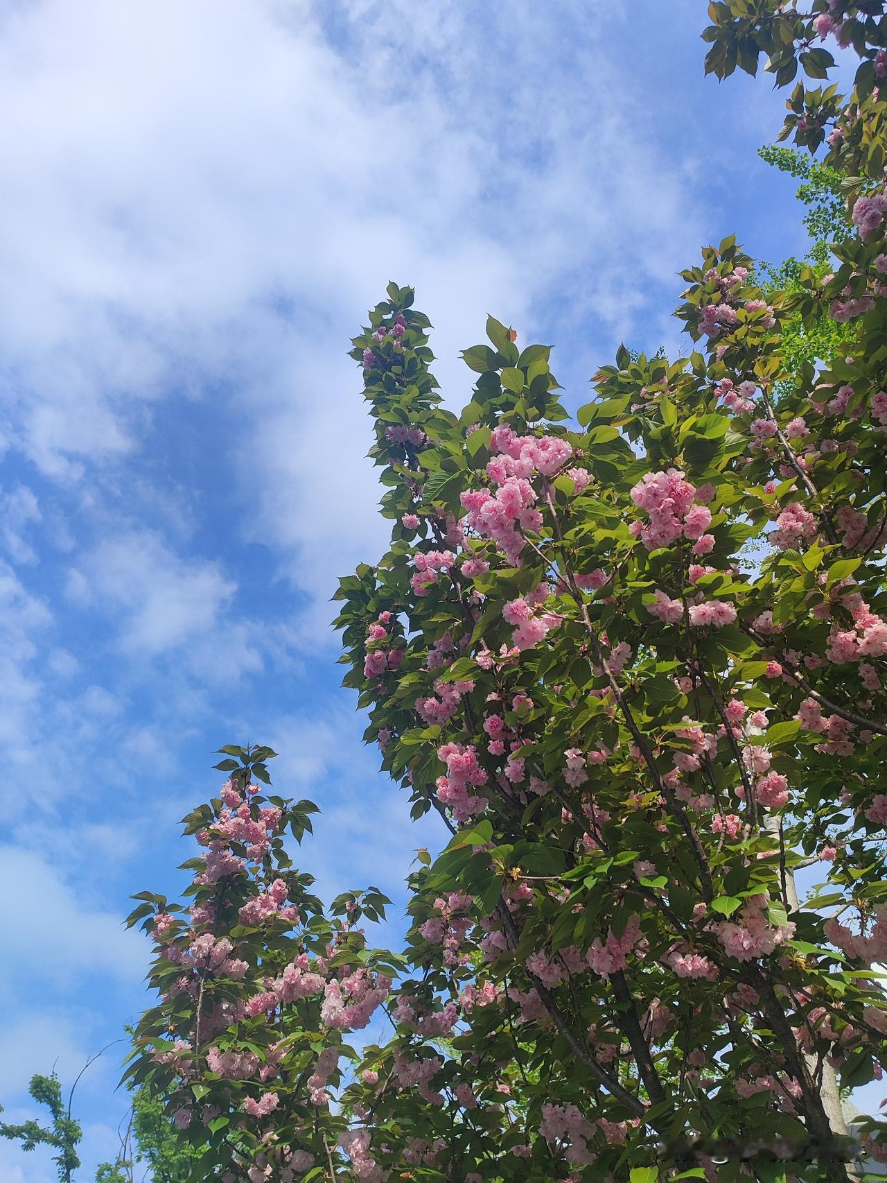 平淡又糟糕的生活中总会有那么多美好的画面存在……
看看，多美的春天，抬头便是美好