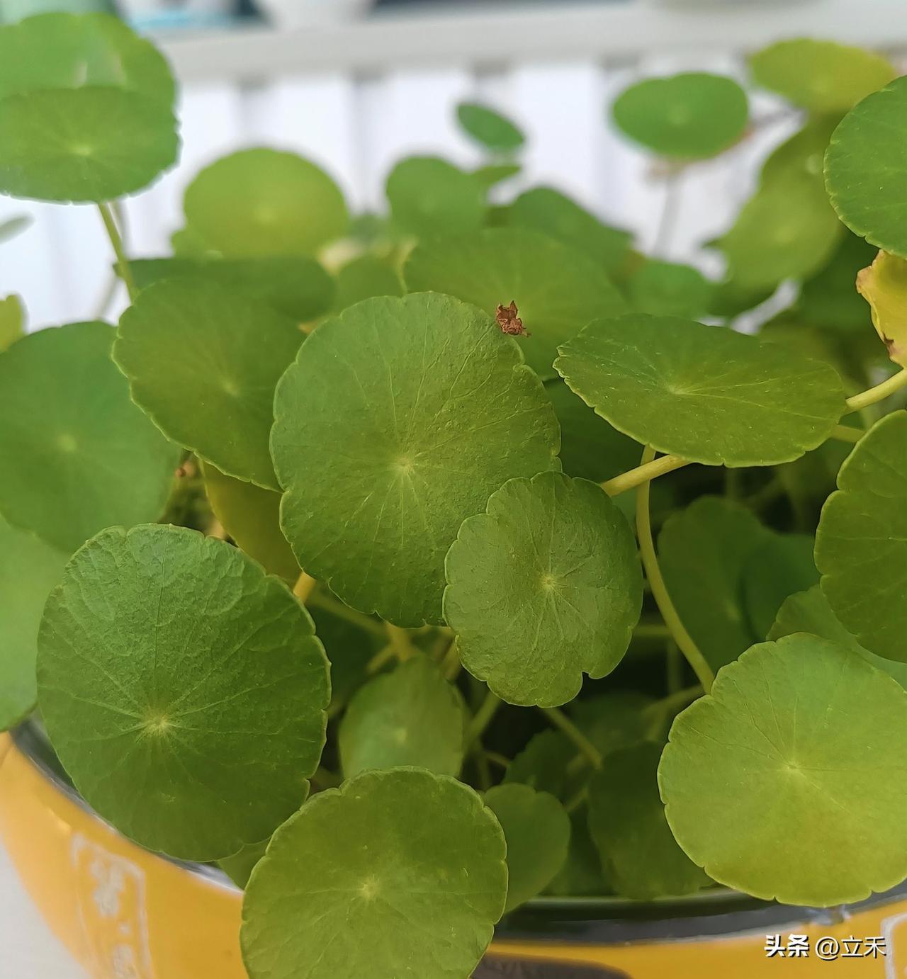 我家有3盆铜钱草，我感觉每盆都挺好的，绿油油的，喜欢铜钱草是因为喜欢它那圆圆的小