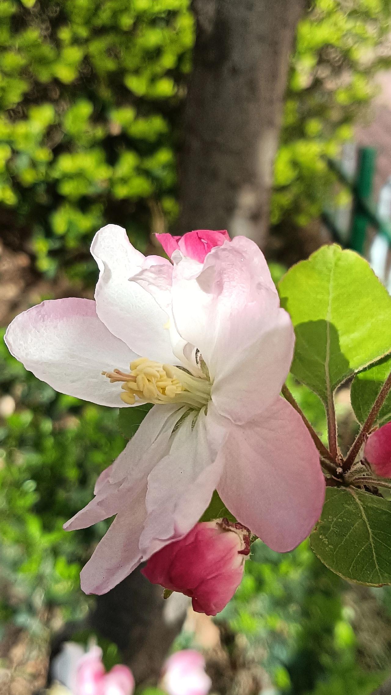 海棠花的春天。拍摄于泉城济南