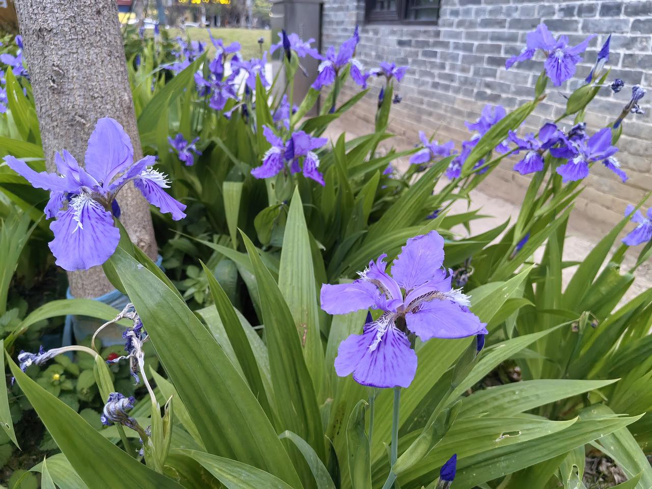春日赏花要趁早，
莫待落花碾作泥！时隔50年全班同学再聚会一个都没少 一季度服务
