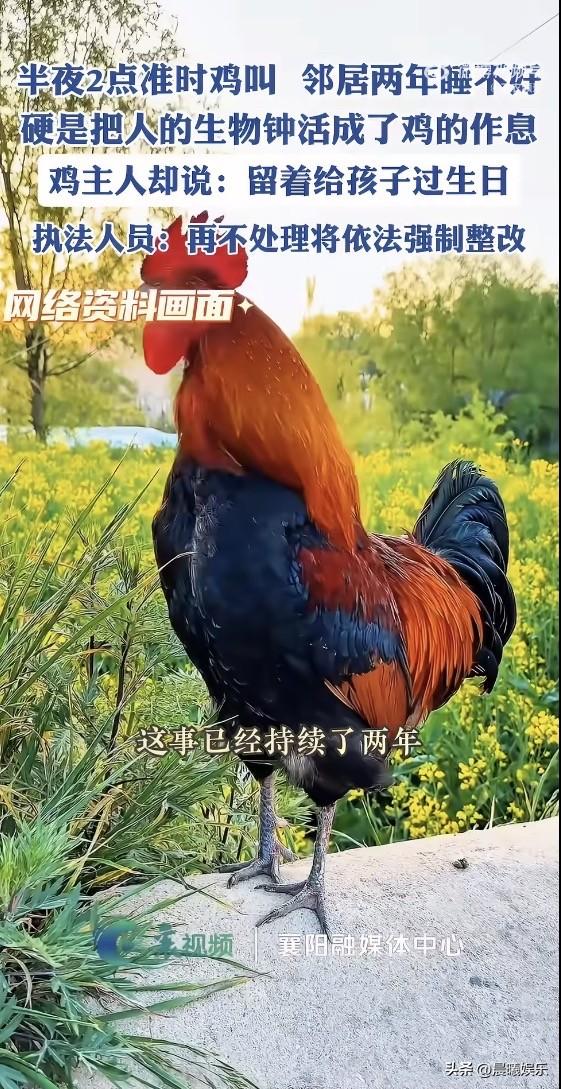 太折磨人了！整整两年没睡过一个安稳觉！小区邻居被一只公鸡硬生生熬到崩溃，凌晨定点