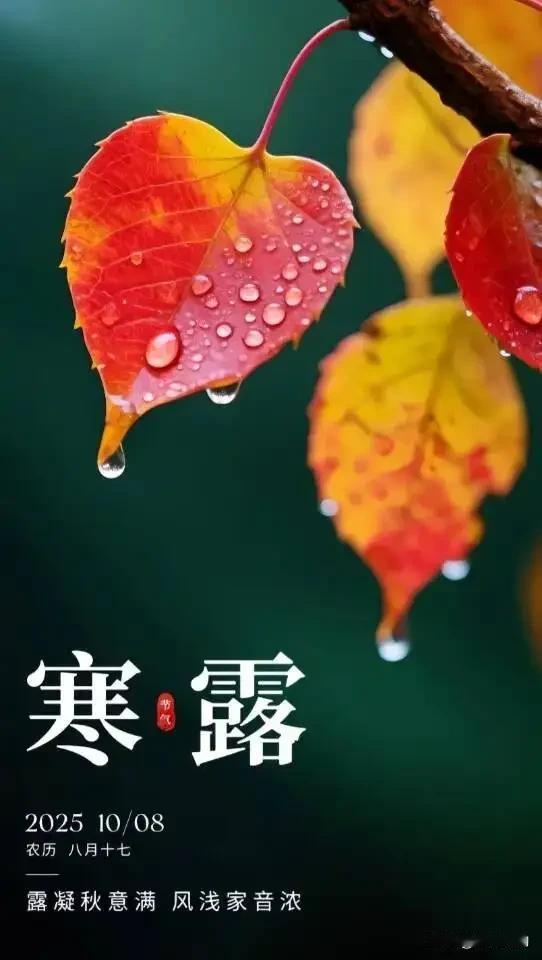 寒露惊秋晚，朝看菊渐黄——寒露，秋深露重，岁月含香