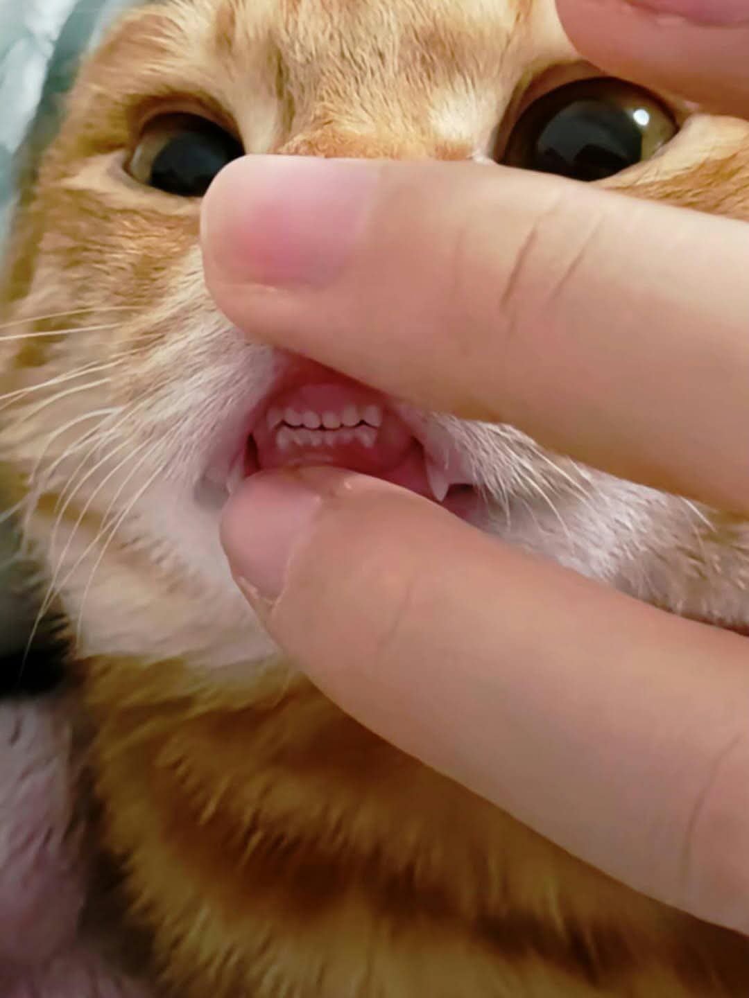 小猫的牙齿真的是又白又整齐 ​​​