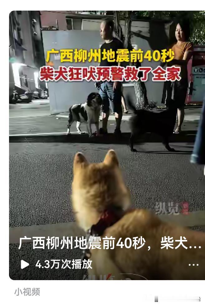 利用天灾进行摆拍宣传爱狗是极其恶劣换事件，希望有关媒体不要再进行传播。


广西