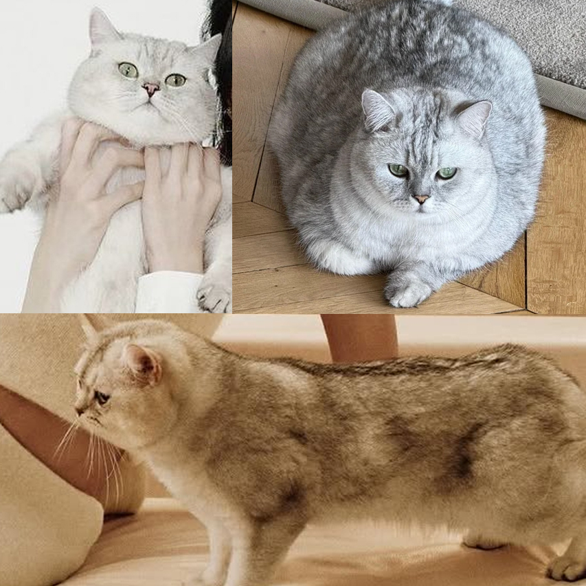 邪恶猪猪Louis苗条了不少[喵喵] ​​​