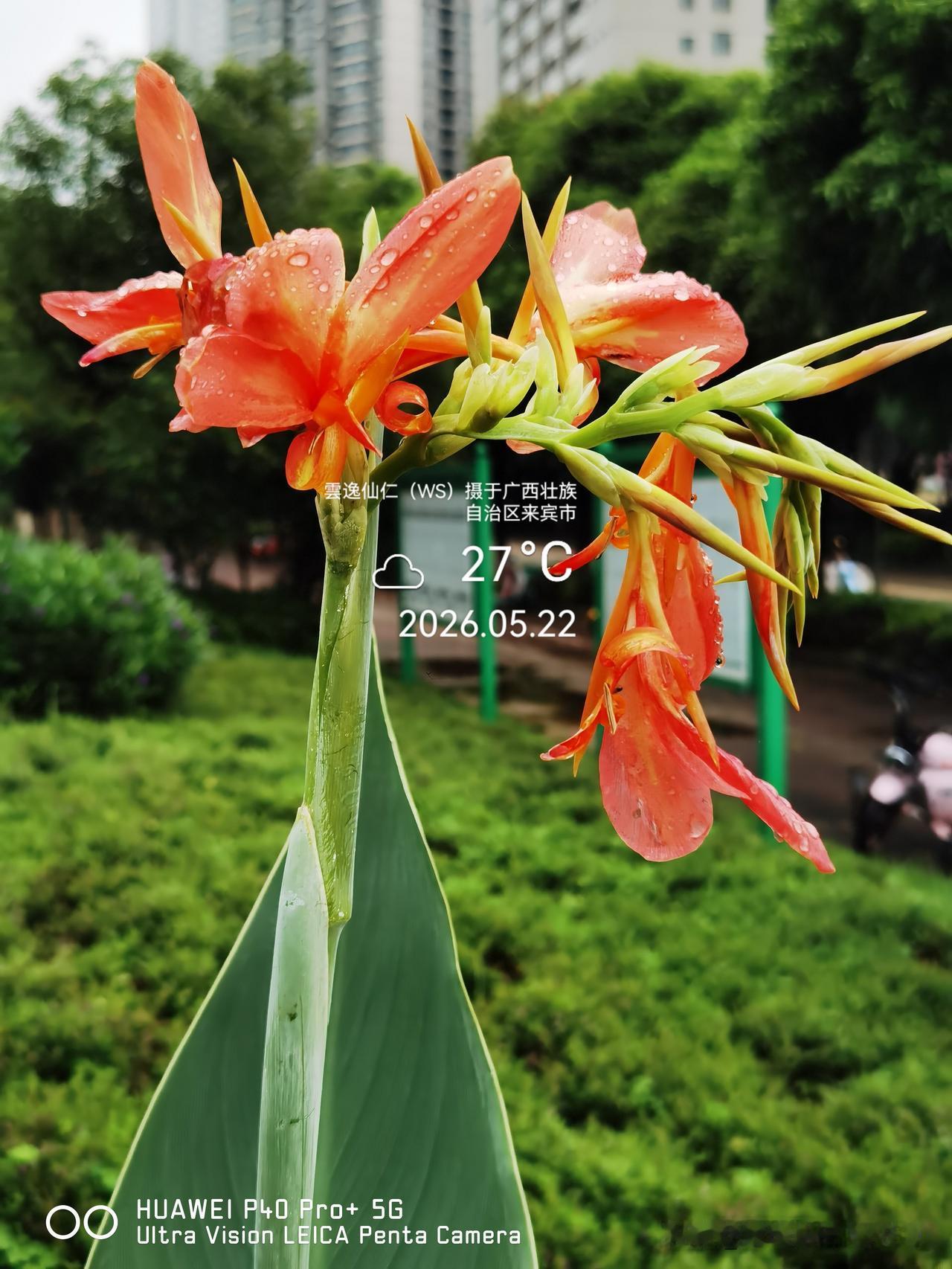 月居生活记录（9949）广西壮族自治区来宾市（174）花儿随拍24：小花美人蕉、