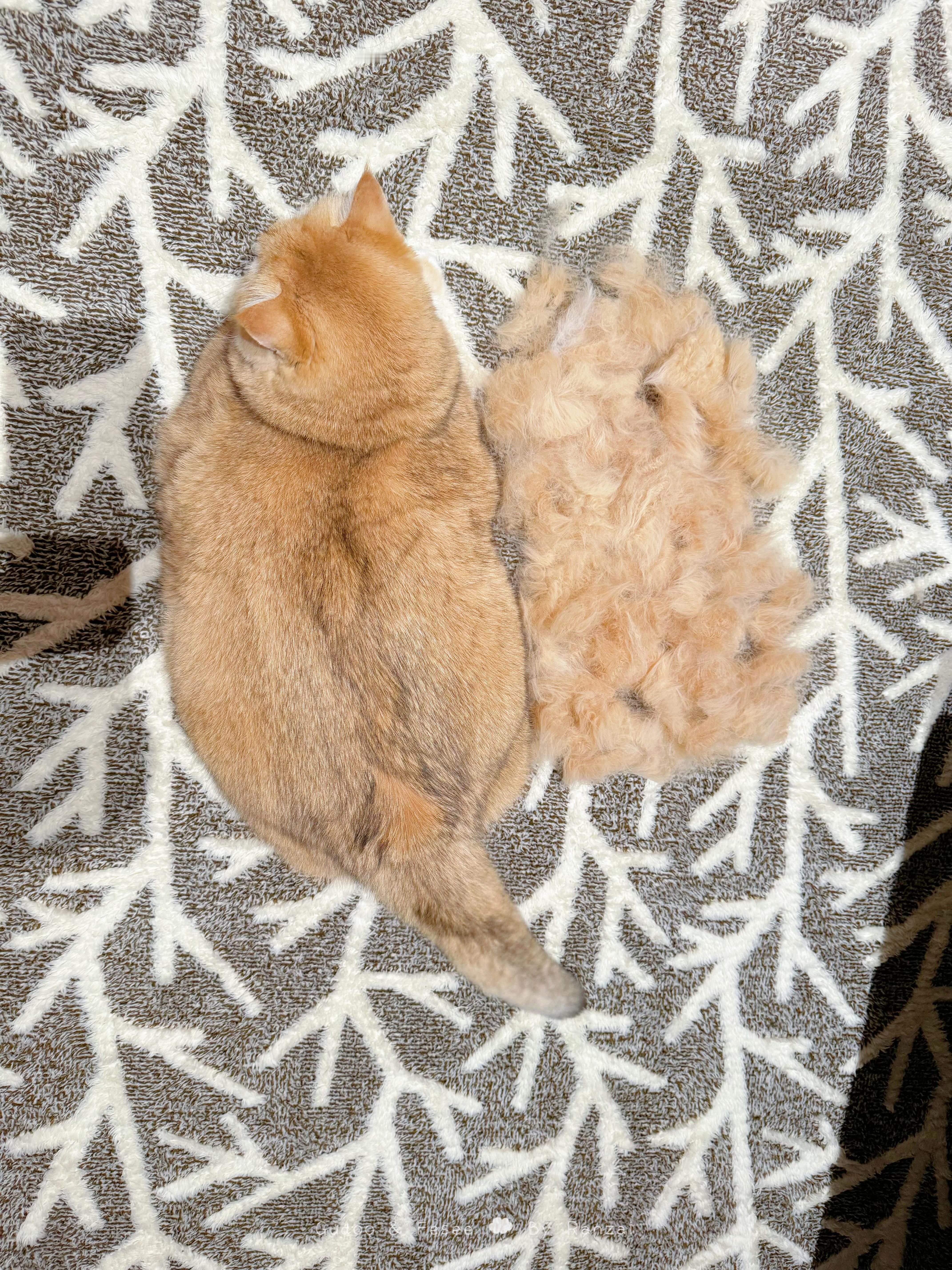 梳完毛感觉猫都瘦了（实际并没有）#菇冬怎么肥四[超话]##春日萌宠随手拍# ​​