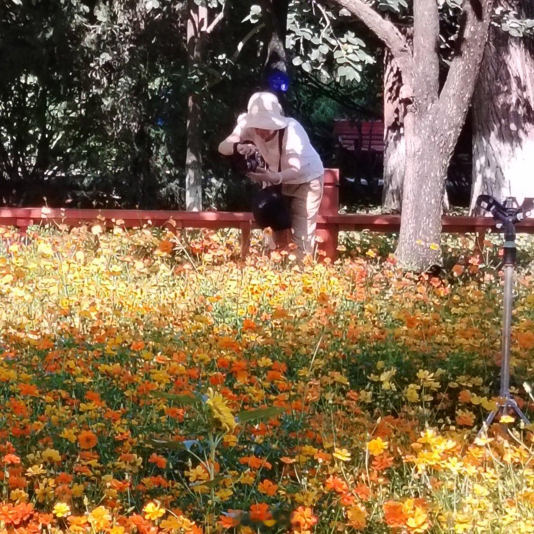 波斯菊（黄秋英）花海翻涌，热烈温柔～ 