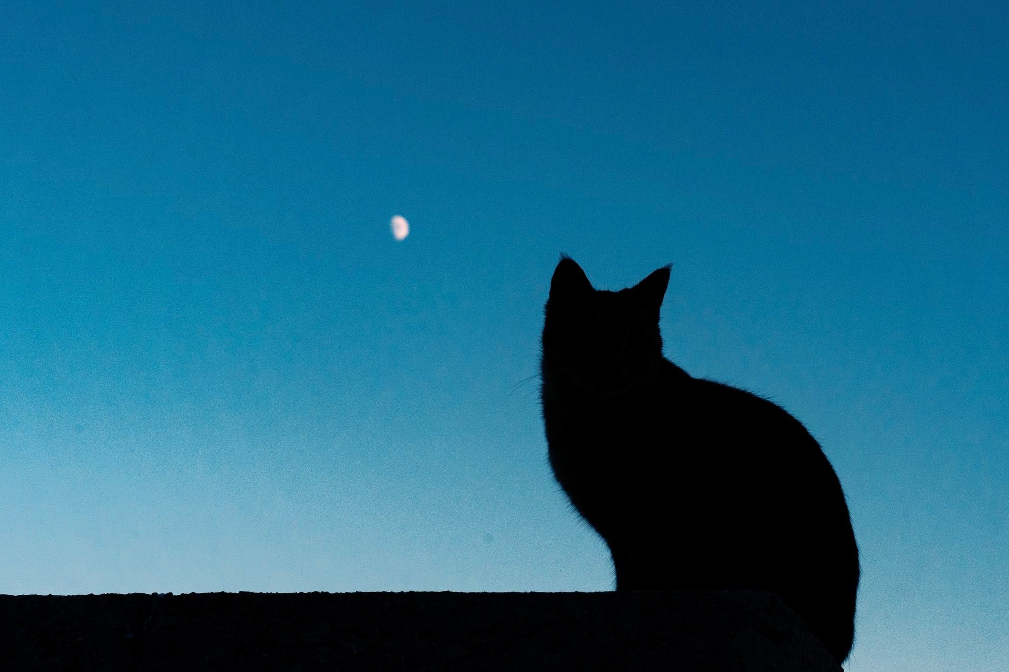 越夜越有猫[抱一抱] ​​​