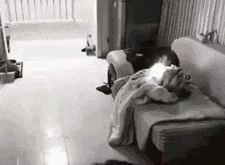 这条狗拯救了这个家，从某种意义讲，也拯救了整栋楼房，可以说，这是功臣狗！