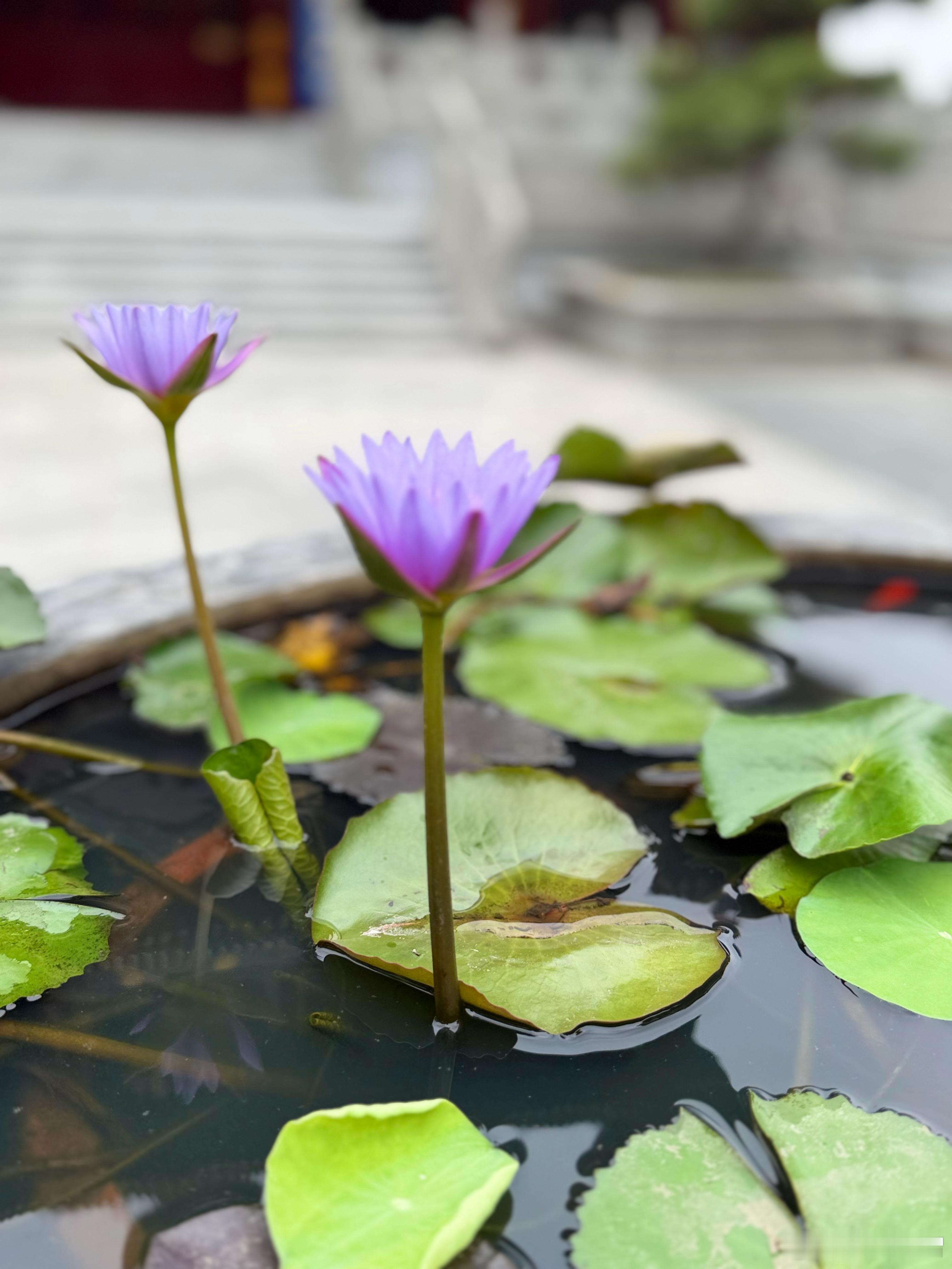 佛教  师父说：有些缘分结局是不欢而散，到最后，美好一面会被争执和矛盾掩盖，遗忘