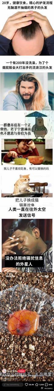 孵化的乌龟 ​​​