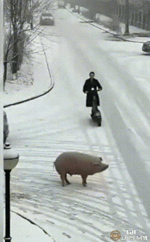 这猪今天出门怕是没看黄历，本来想在雪地里散个心，去去憋闷已久的火。结果先被电动车
