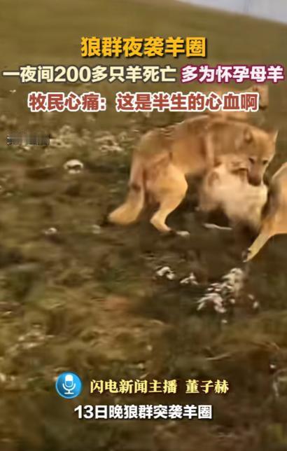 “悲剧还是发生了！”1月13日，内蒙古，一群狼趁着夜深人静，来到一户牧民家的羊圈