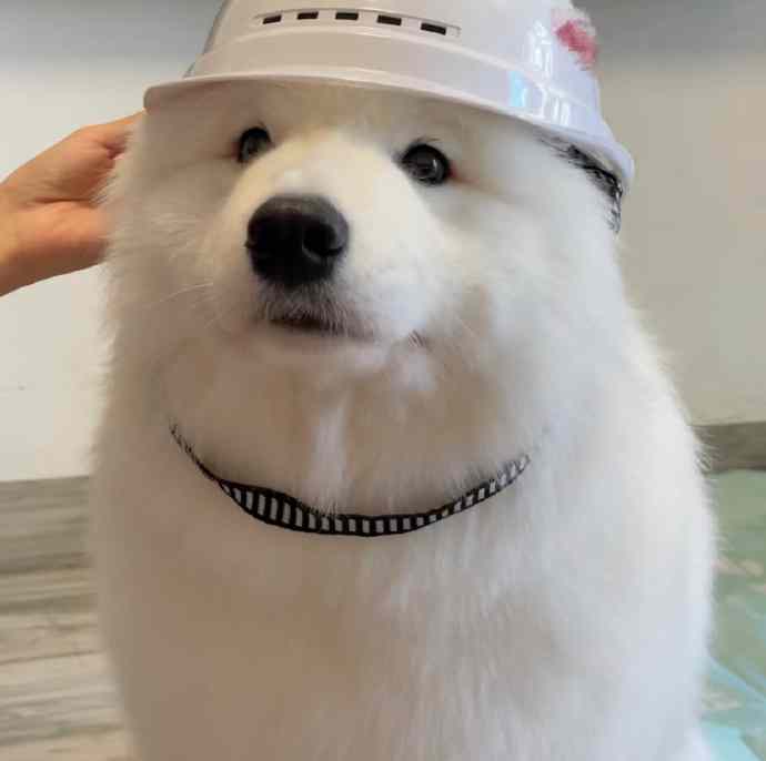 耶师傅，这个项目好好干！