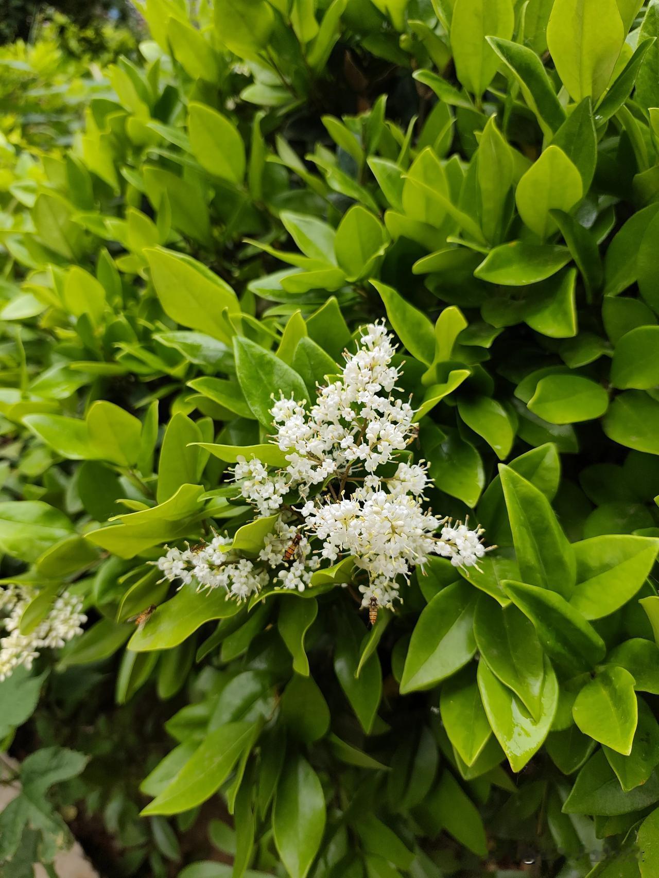 路边不起眼的小白花，居然这么香！
 
平时路过都没注意，小区绿化带里的女贞开花了