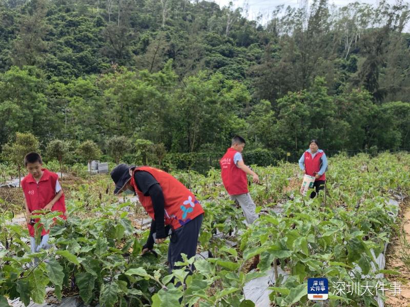 328斤鲜蔬暖人心 深圳坪山将新鲜蔬菜送到长者餐桌
