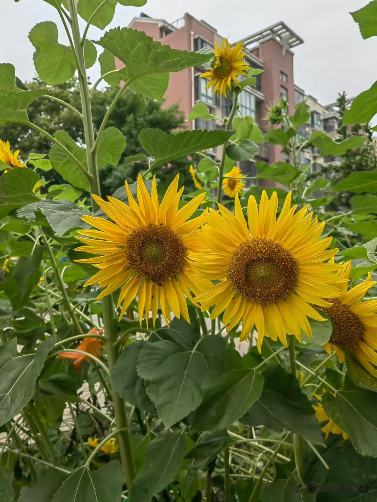 吃饭时，来了一位穿绿裙子的王老师，她皮肤白净，精神状态相当好，她以前在中学代过课