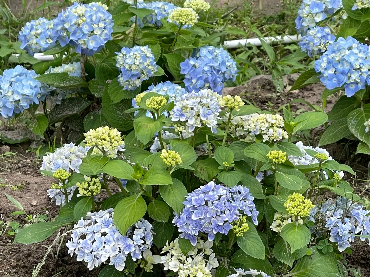 辉夜姬 无尽夏 无敌贝拉安娜