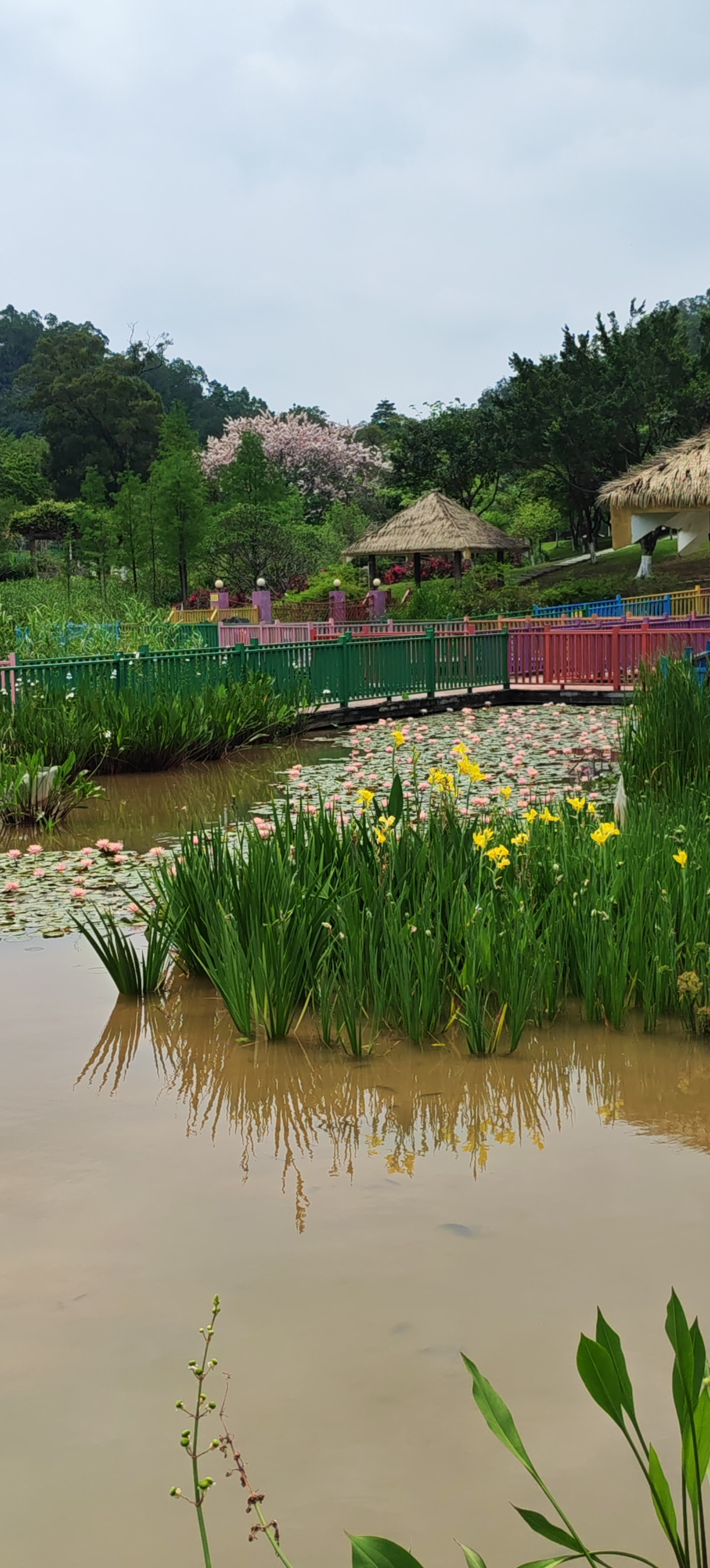 镜头留住湖畔初夏，水波轻晃，草木安然，人间难得这般松弛自在。 