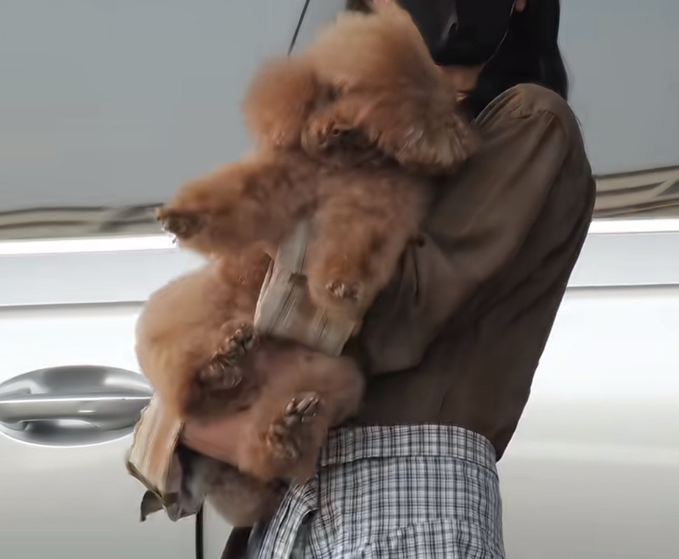 我是视后粉丝，这是⬇️视后和视后的狗（piu仔发型凌乱ing） 